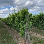 Wein in Ruppertsberg an der Weinstraße