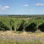 Weinberge an der Deutschen Weinstraße