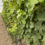 Weinstöcke an der Deutschen Weinstraße