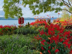 Blumen an der Uferpromenade in Überlingen