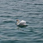 Ein Schwan in Überlingen