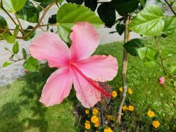 Exotischer Hibiskus in Überlingen