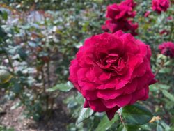 Rosen im Rosengarten in Überlingen