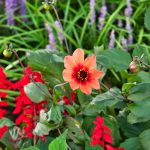 Schöne Pflanzen in Überlingen