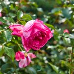 Schöne Pflanzen in Überlingen 2