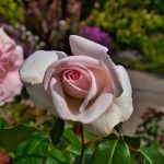 Schöne Pflanzen in Überlingen 3