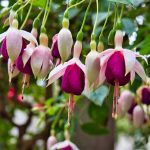 Schöne Pflanzen in Überlingen 4