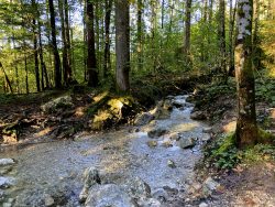 Waldweg des Malerwinkelrundweges am Königssee