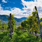Weinberge in der Nähe von Nals