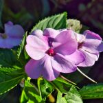 Blumen in den Gärten von Schloss Trauttmansdorf 1