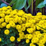 Blumen in den Gärten von Schloss Trauttmansdorf 3