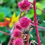 Blumen in den Gärten von Schloss Trauttmansdorf 4