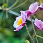 Blumen in den Gärten von Schloss Trauttmansdorf 6