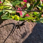 Gekko in den Gärten von Schloss Trauttmansdorf