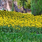 Sonnenblumen in den Gärten von Schloss Trauttmansdorf