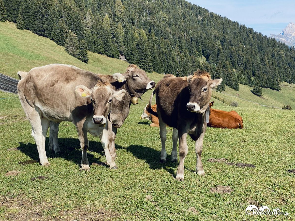 Almkühe auf der Seiser Alm in Südtirol