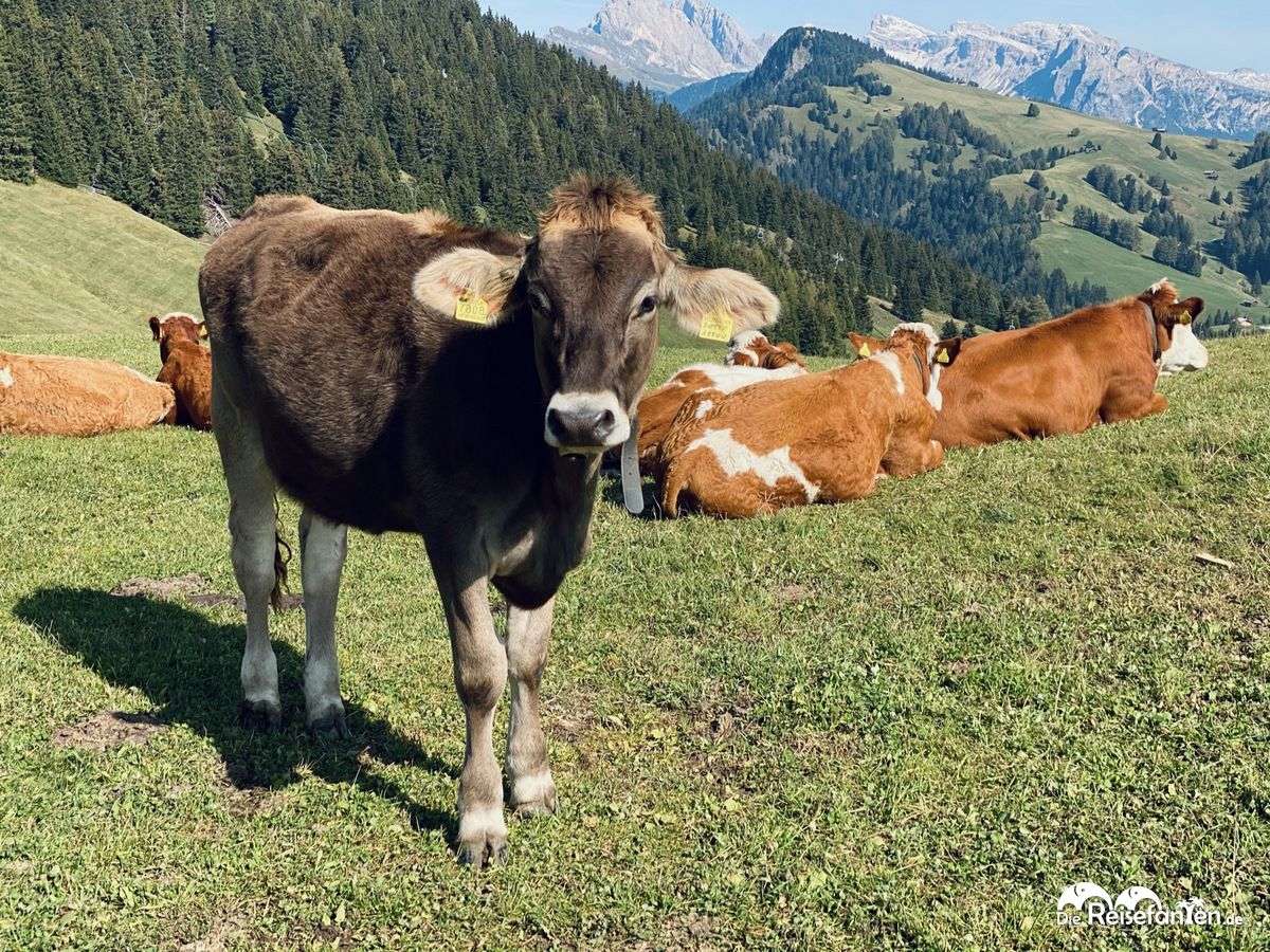 Almkuh auf der Seiser Alm in Südtirol