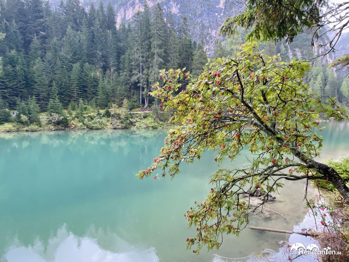 Farbkontraste am Prager Wildsee in Südtirol