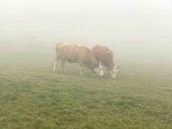 Kühe im Nebel auf der Seiser Alm