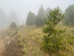Nebelweg auf der Seiser Alm in Südtirol