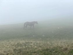Pferd im Nebel auf der Seiser Alm in Südtirol