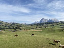 Pferde auf der Seiser Alm in Südtirol