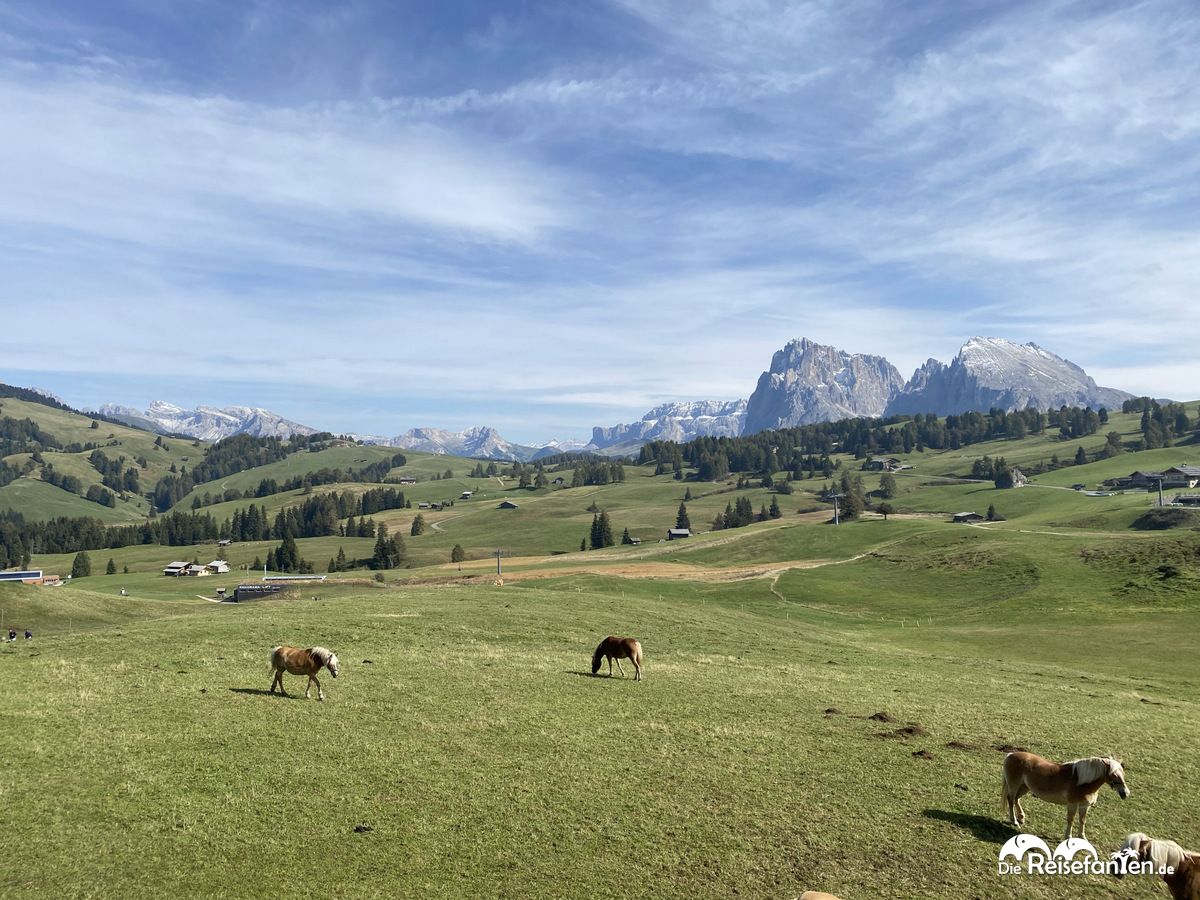 Pferde auf der Seiser Alm in Südtirol