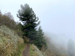 Schmaler Wanderweg auf der Seiser Alm in Südtirol
