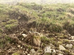 Weidefläche der Kühe auf der Seiser Alm in Südtirol