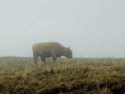Weidetiere im Nebel auf der Seiser Alm in Südtirol