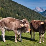 Kühe auf der Seiser Alm