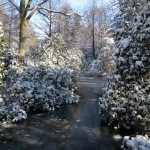 Der Rhododendron Park in Bremen im Januar 2021