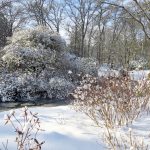 Winterlandschaft im Rhododendron Park in Bremen im Januar 2021