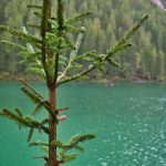 Ein Baum am Pragser Wildsee