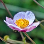 Eine Blume in Schloss Trauttmansdorff