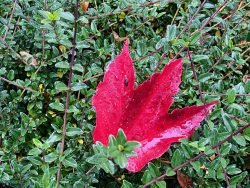 Herbstlaub in Bad Sooden