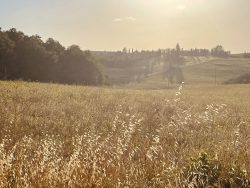 Augustsonne in der Toskana