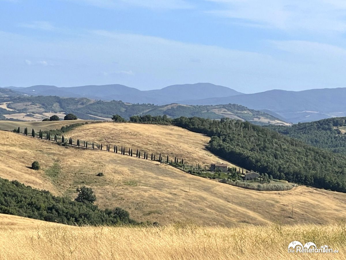 Blick auf eine Zypressenallee in der Toskana