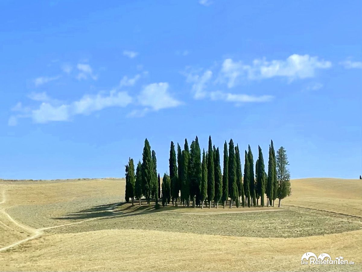 Zypressenansammlung im Val d'Orcia