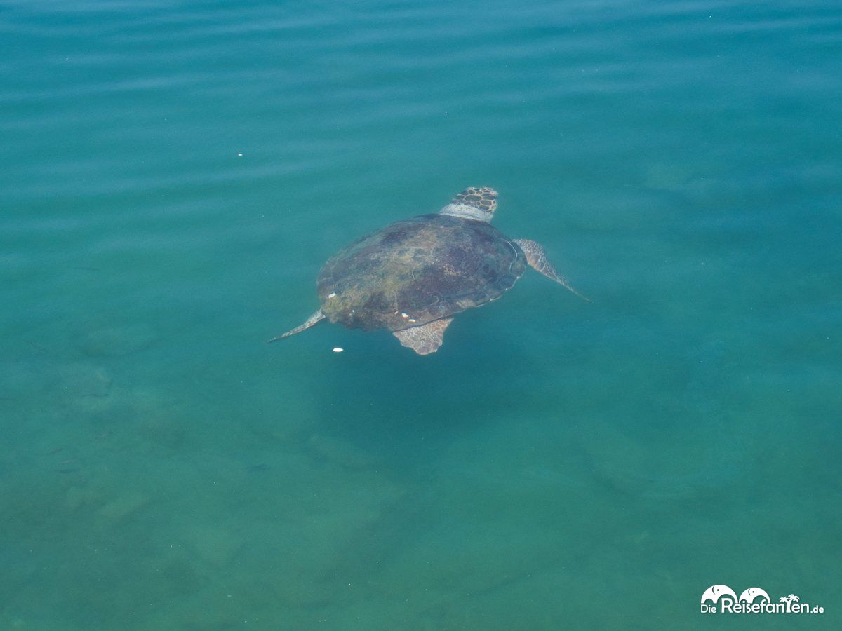 Wasserschildkröte im Hafen von Chania 1