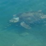 Wasserschildkröte im Hafen von Chania 2