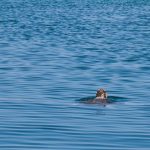Wasserschildkröte im Hafen von Chania 4