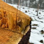 Wanderung auf dem Sperberhaier Damm im Harz im Winter 15