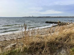 Strandbegrünung in Neustadt in Holstein