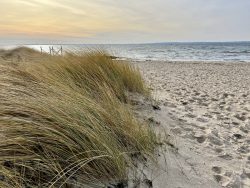 Strandhafer am Sandstrand von Neustadt in Holstein