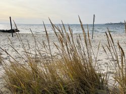 Strandhafer in Neustadt in Holstein