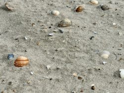 Muscheln am Strand von Baltrum