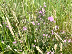 Wilde Blumen auf Baltrum