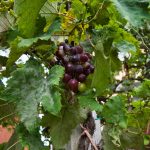 Zu Besuch im Guadalupe Tuscany Resort 35