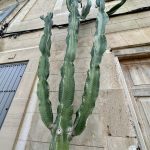 Kaktus in Santanyi
